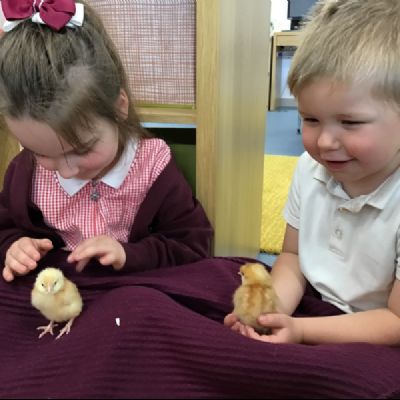 New Life at St. Gregory's - Chicks Hatching