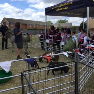 Ark Farm Visits St Gregory's